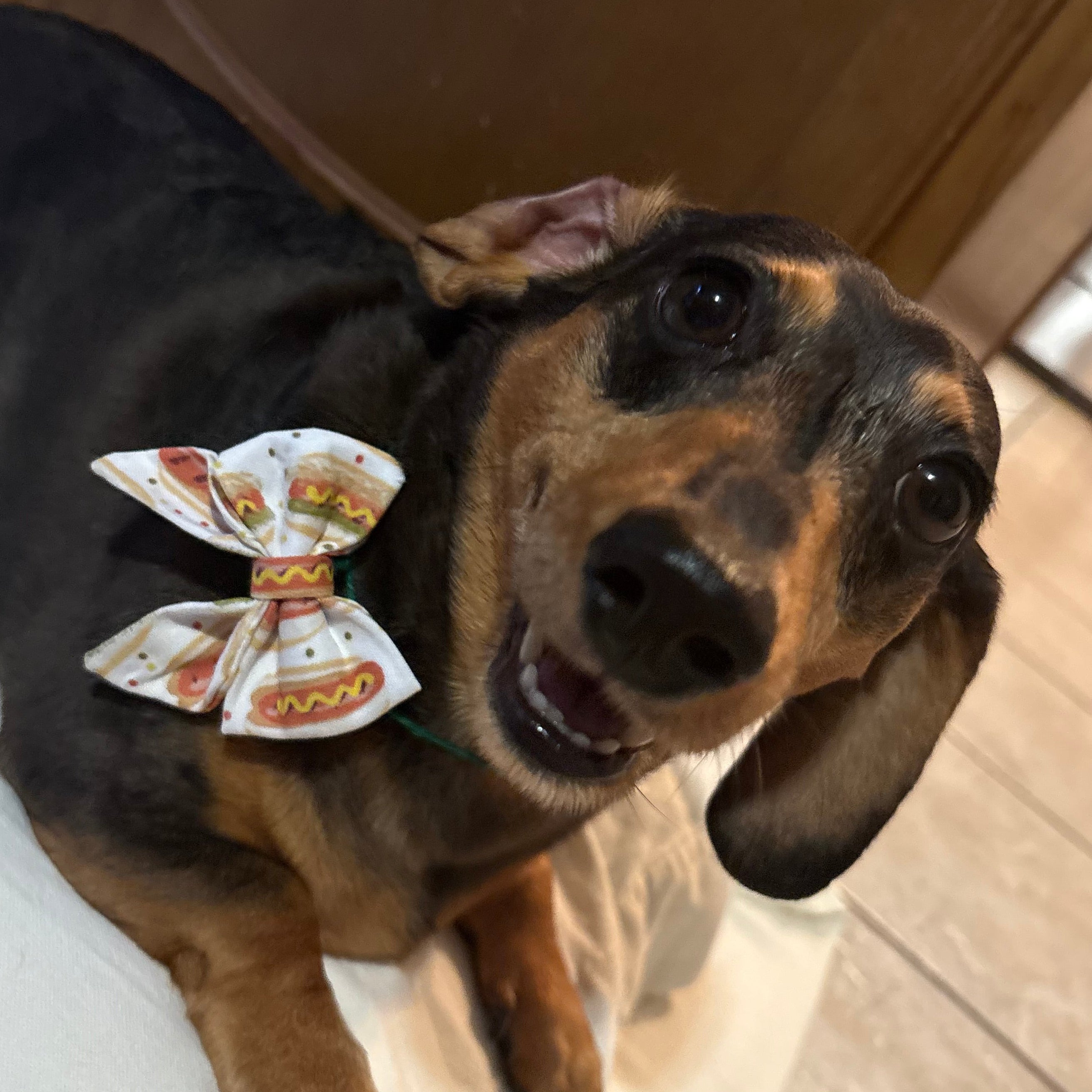 Hot Diggity-Dog