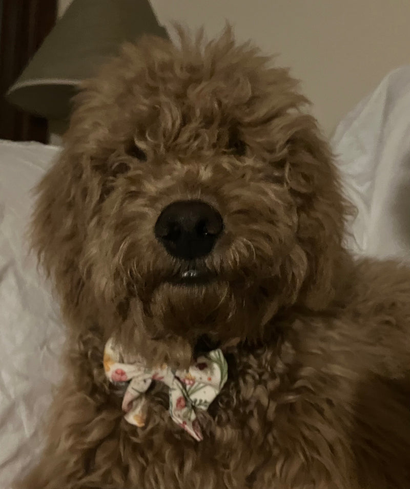 Brownie dog wearing our 'Springtime Easter' sailor bow.
