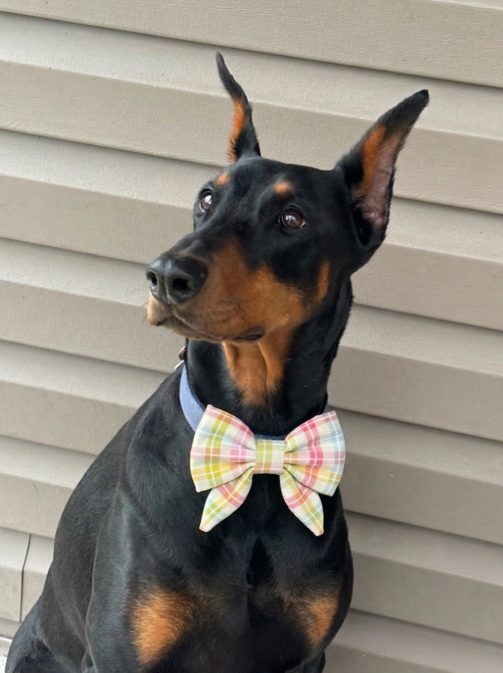 Colorful Spring Gingham