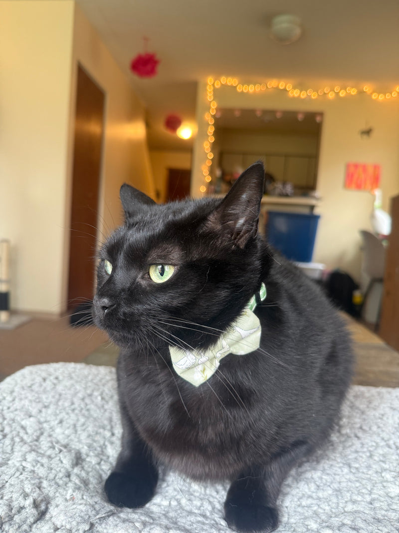 Beau enjoying his new bow tie!