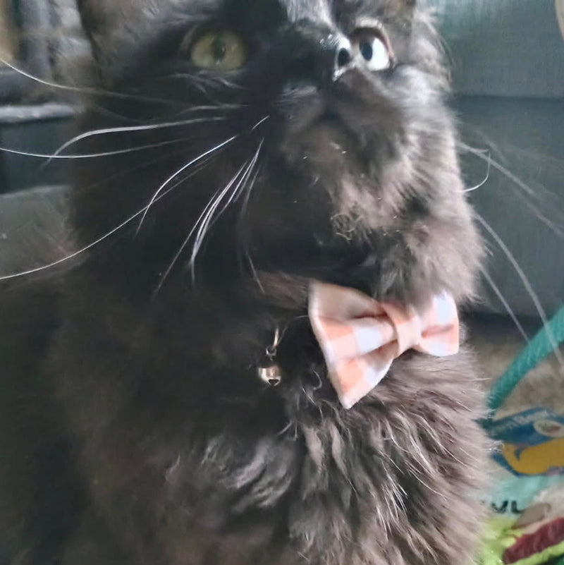 Dean looking handsome in his new bow tie!